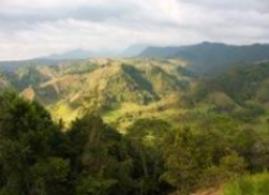 Columbia (Huila Region, Rainforest Alliance)