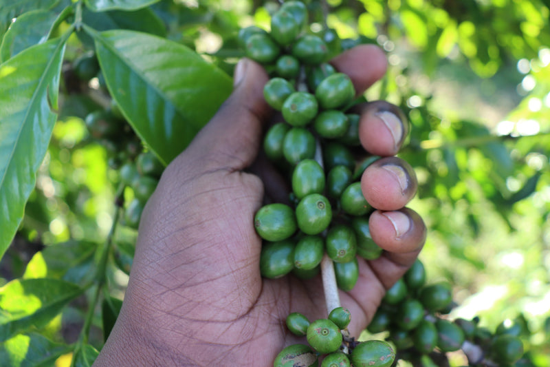 Columbia (Huila Region, Rainforest Alliance)